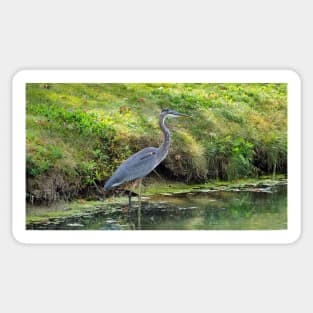 Great Blue Heron Sticker